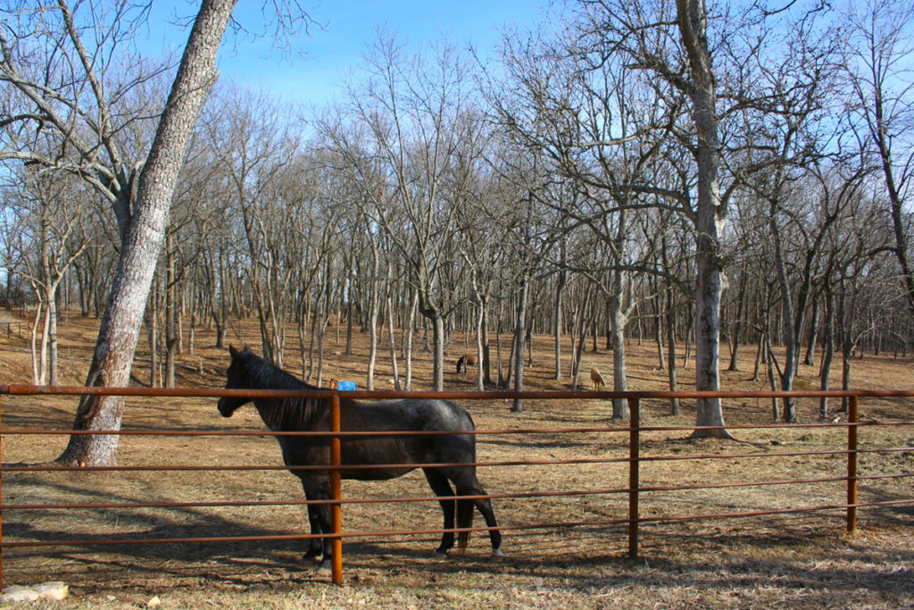 Horse Outside