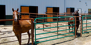 Boarding at Equus Curito